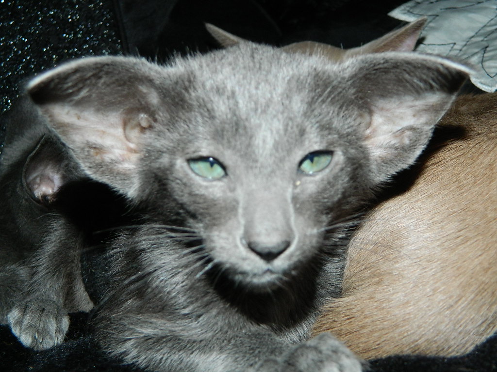 Oriental kittens for sale hot sale yorkshire